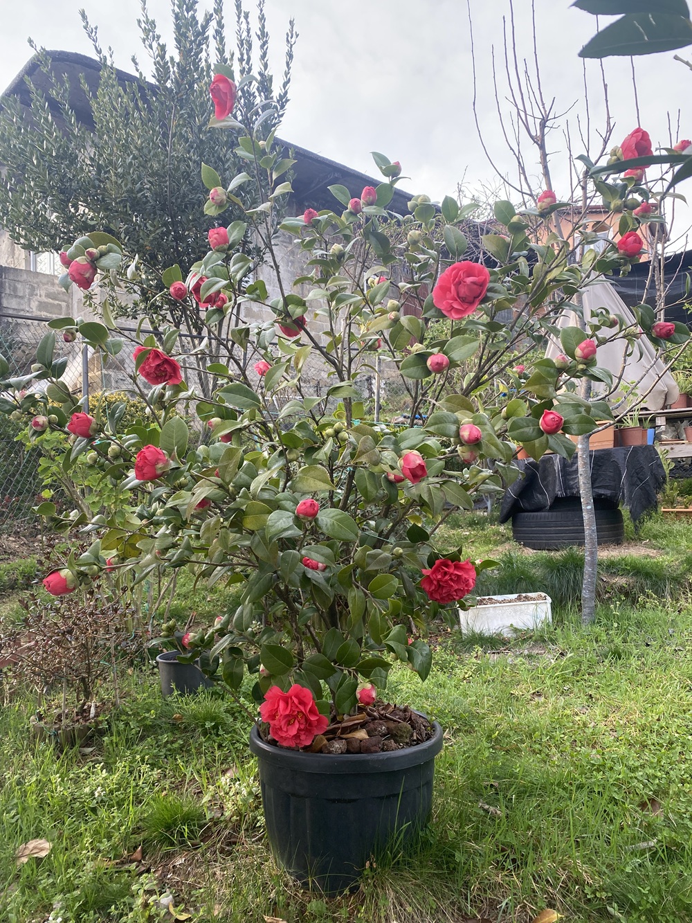 Kamelya (Camellia japonica): Koyu yeşil yaprakları süsleyen katmerli kırmızı çiçekleriyle baharın ilk tazeliği. (03.2026)