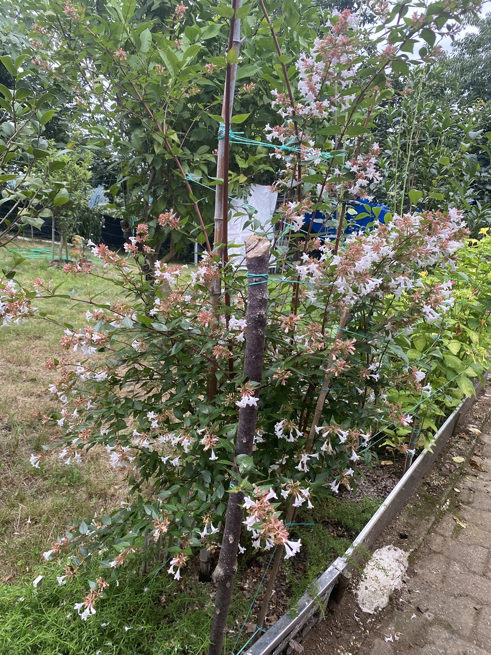 Abelya (Abelia): Pembe-beyaz narin çan çiçekleriyle yaz boyu bahçemizi süsleyen zarif peyzaj güzelliğimiz. (08.2026)
