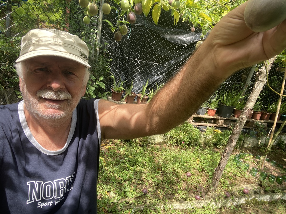 Passiflora Hasadı (Passiflora edulis): Aylardır verdiğimiz emeğin meyvelerini tel düzeneğimizden toplama zamanı. (08.2026)