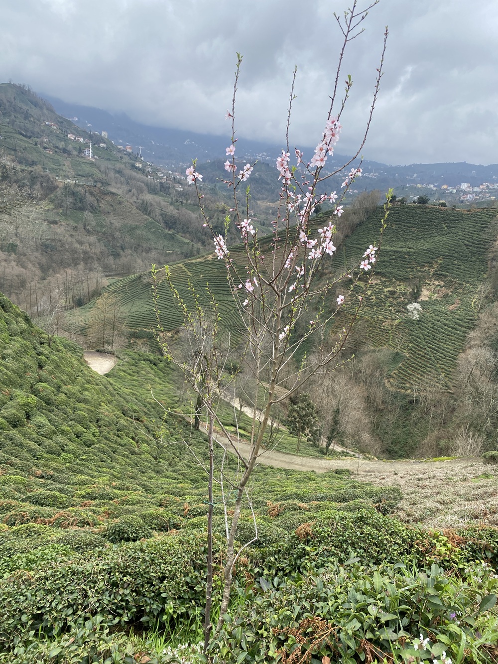 Erik Fidanı (Prunus): Çay terasları ve puslu dağ manzarası ortasında açan narin pembe çiçekler. (03.2026)