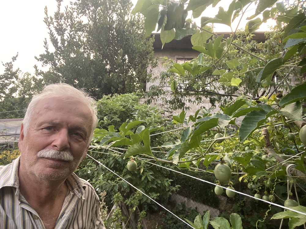 Passiflora (Passion Fruit / Çarkıfelek)